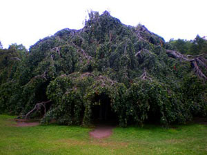 El bosque de los búhos